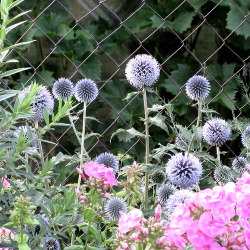 Echinops ritro 'Platinum Blue' - Sinine mesiohakas 'Platinum Blue' P9/0,55L